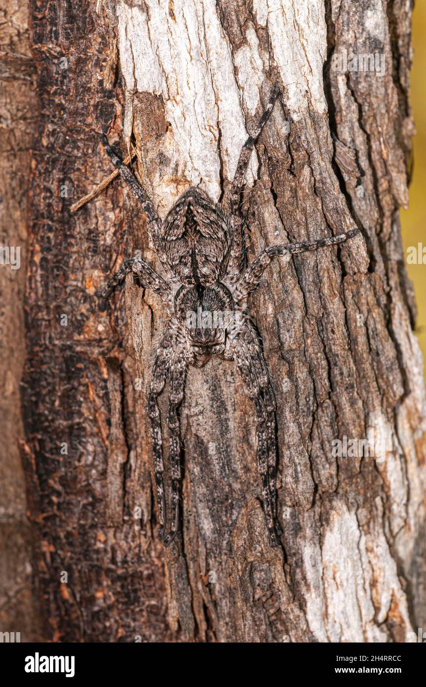 Eine graue Jägerspinne am Baum, Queensland, Australien Stockfoto
