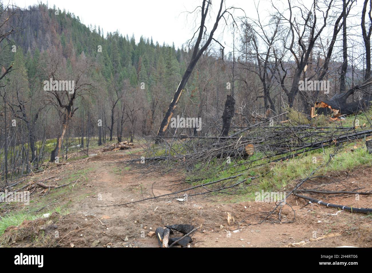 Offenbar wurde der Wald verbrannt. Verbrannte Bäume. Stockfoto