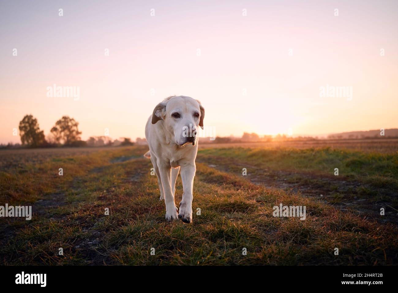 Vorderansicht des alten Hundes auf dem Fußweg. Netter labrador Retriever, der bei Sonnenaufgang gegen die Landschaft läuft. Stockfoto