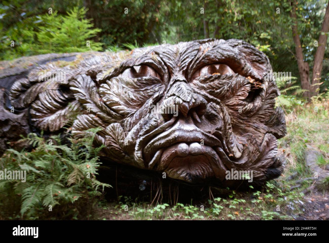 Die Skulptur des grünen Baumgeistes, die Tommy Craggs in Cragside, Rothbury, Northumberland, England, Großbritannien, in Douglas Fir geschnitzt hat, Vereinigtes Königreich Stockfoto