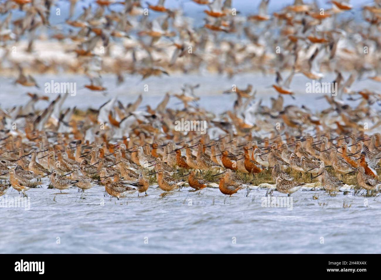 Stachelschwanzgodwits (Limosa lapponica) im Brutgefieder, im Frühjahr zieht die Herde aus dem Feuchtgebiet Stockfoto