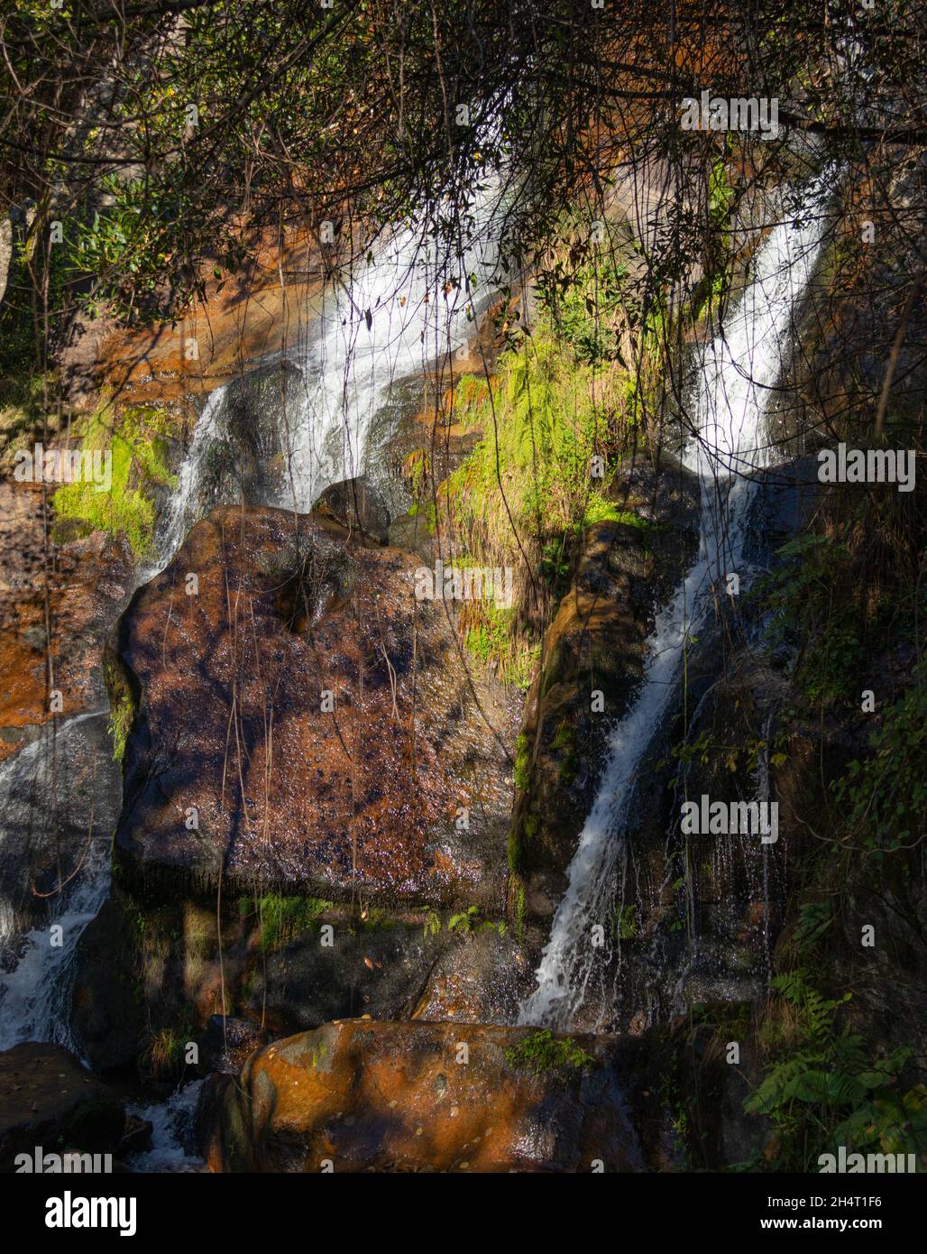 Wasserfall im Wald Stockfoto