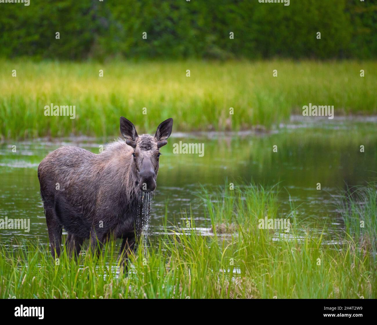 Junger Stier Elch Stockfoto