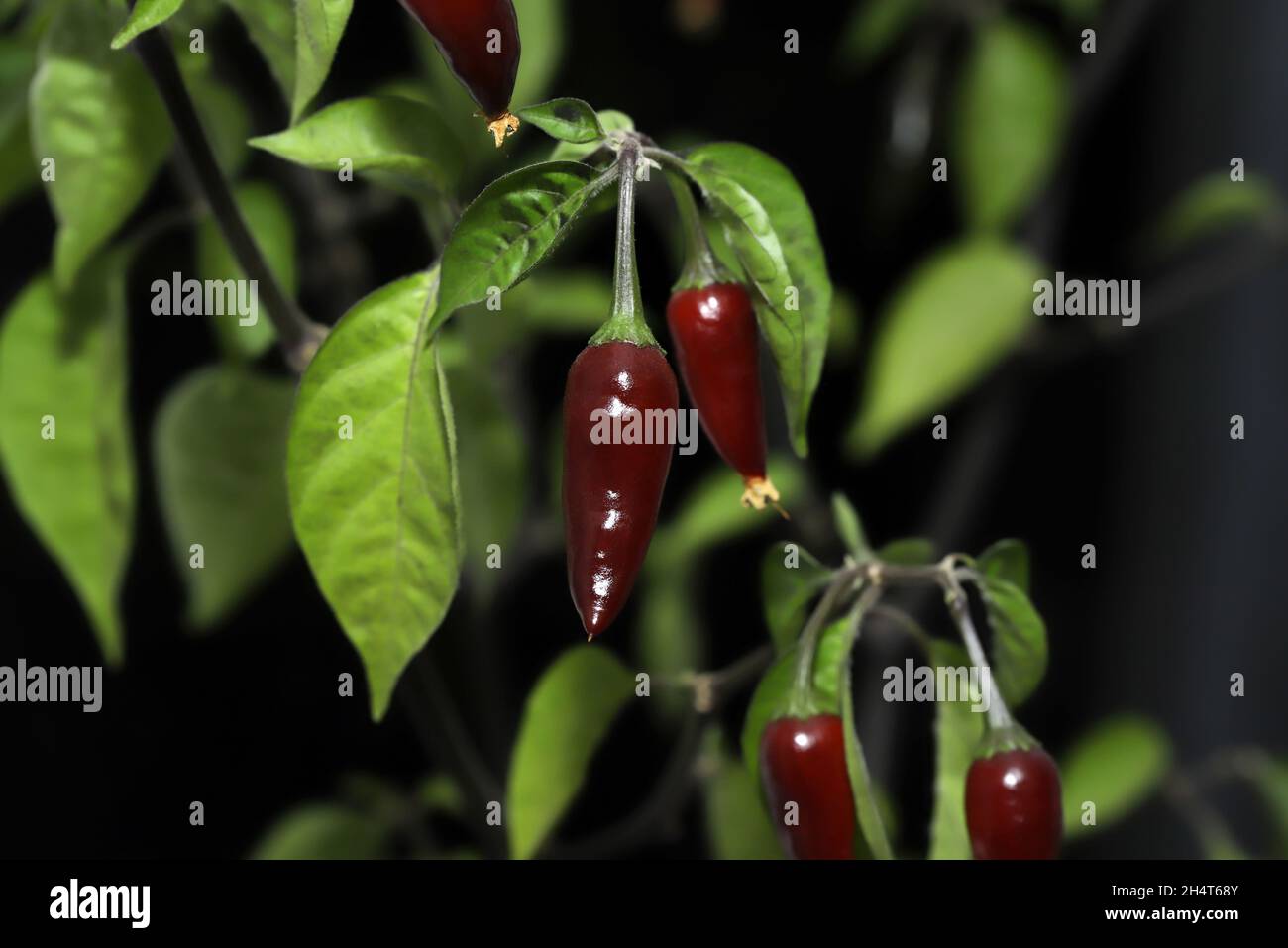 Scharfe Chilischote auf der Weinrebe Stockfoto