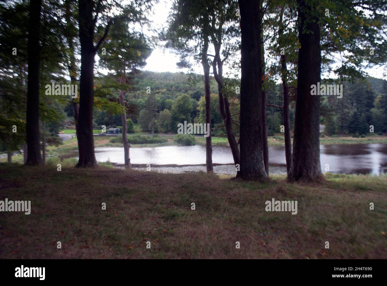 See mit Bäumen in Cragside, Rothbury, Northumberland, England, Großbritannien, Vereinigtes Königreich Stockfoto