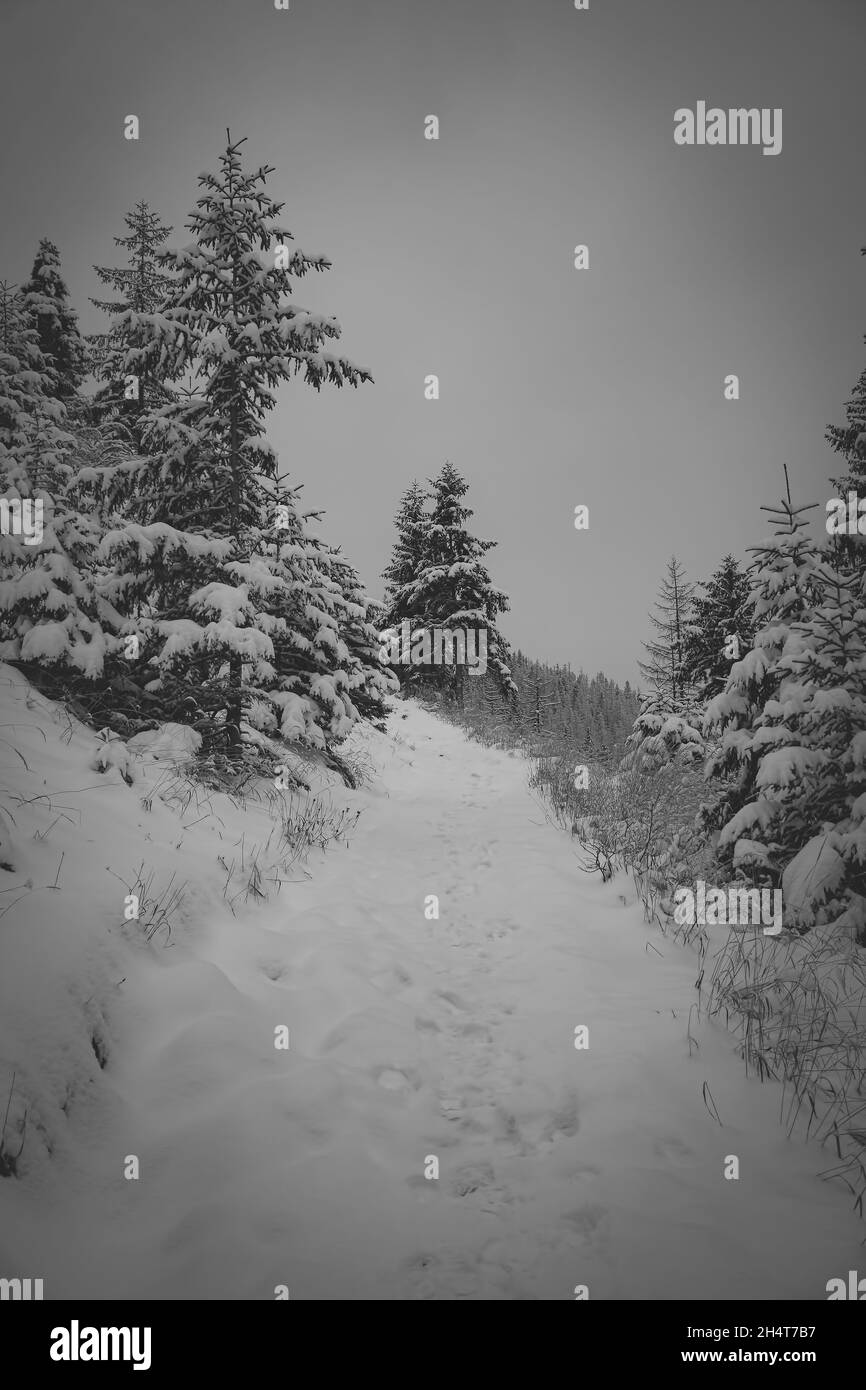 Vertikale Aufnahme von Winter und schneebedeckten Bergen und Bäumen Stockfoto