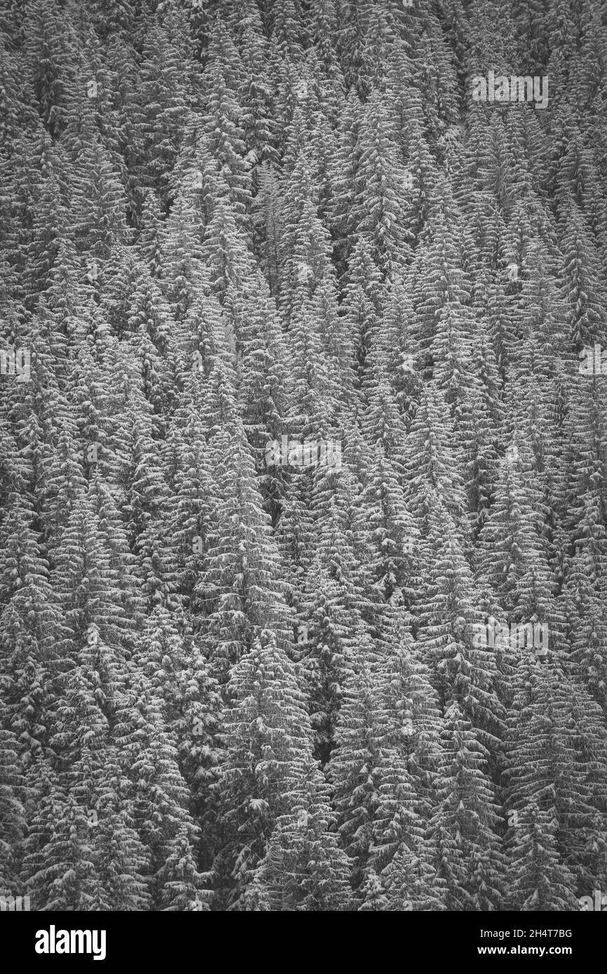 Vertikale Aufnahme von winterlichen und schneebedeckten Bäumen Stockfoto