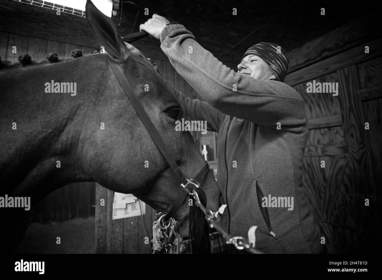 VEREINIGTE STAATEN - 11-04-21: Michelle St. Onge Peitsche für Piedmont Fox Hounds hat einen 4:00 Uhr Vorhang Aufruf, um die Pferde alle gereinigt und geflochten für zu bekommen Stockfoto