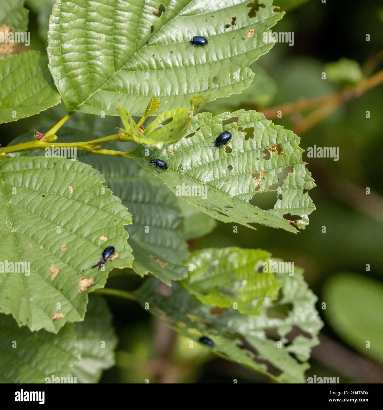 Erlenblattkäfer (Agelastica alni). Erlenbefall mit Käfer und Löchern in Erlenblättern. West Yorkshire, Großbritannien Stockfoto