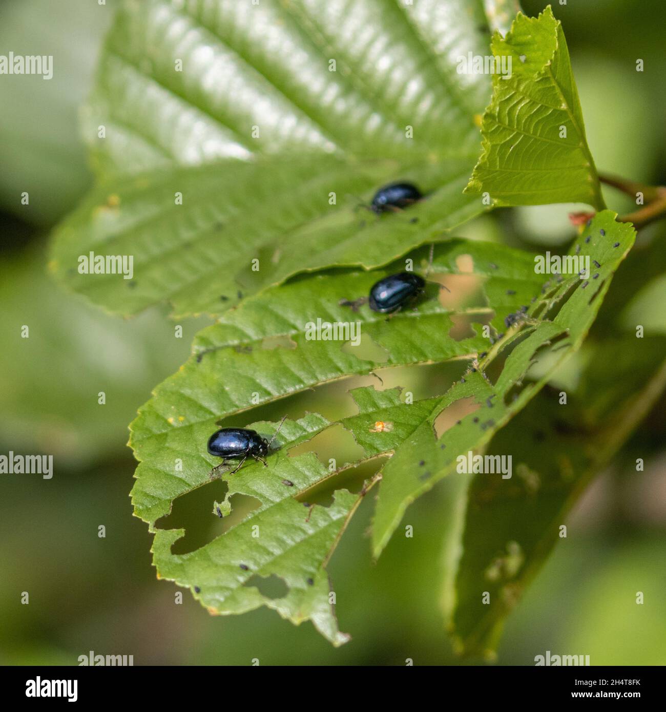 Erlenblattkäfer (Agelastica alni). Erlenbefall mit Käfer und Löchern in Erlenblättern. West Yorkshire, Großbritannien Stockfoto