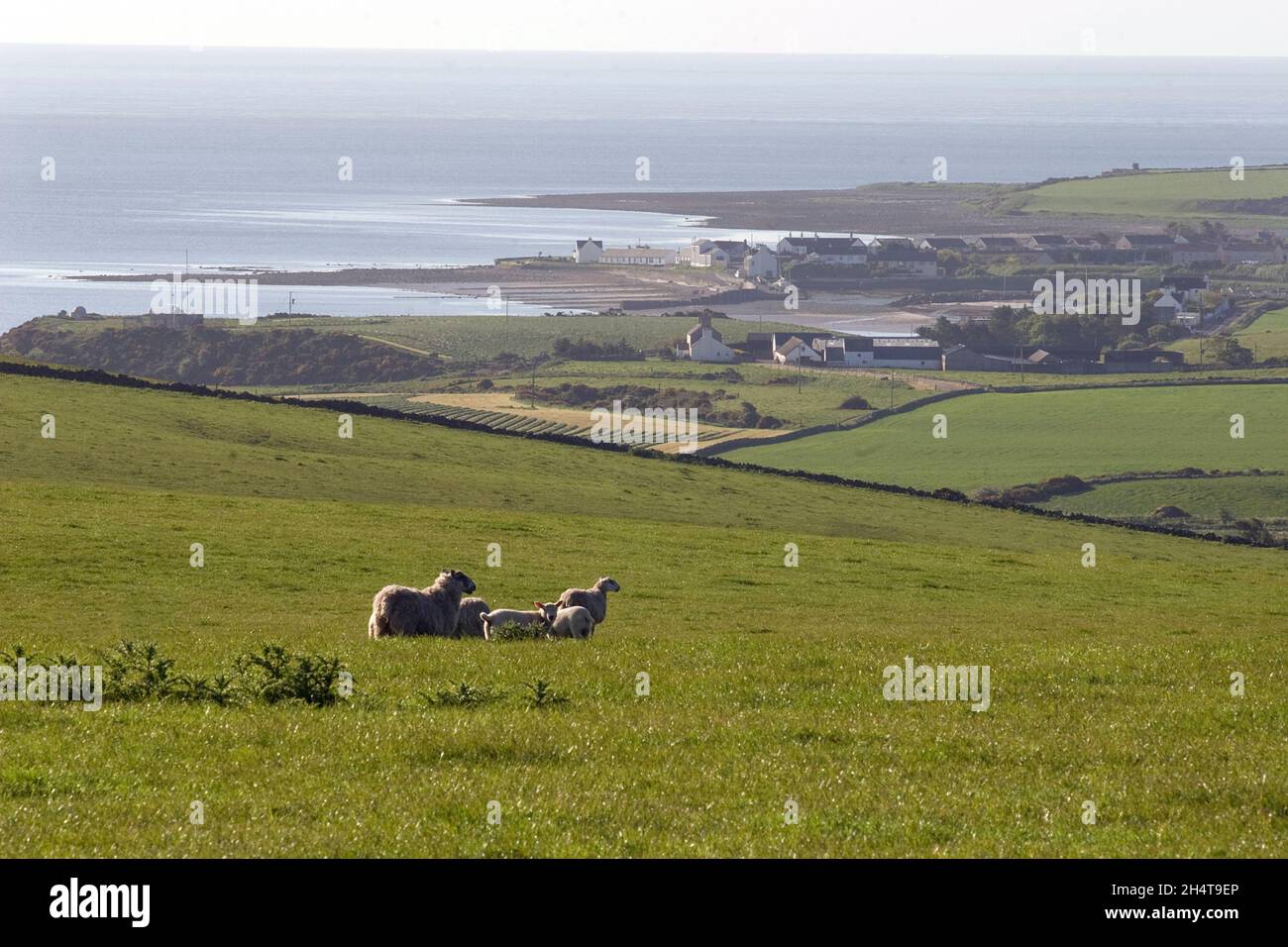 Schafe auf einem Hügel mit Blick auf Drummore, Mull of Galloway, Dumfries & Galloway, Schottland Stockfoto