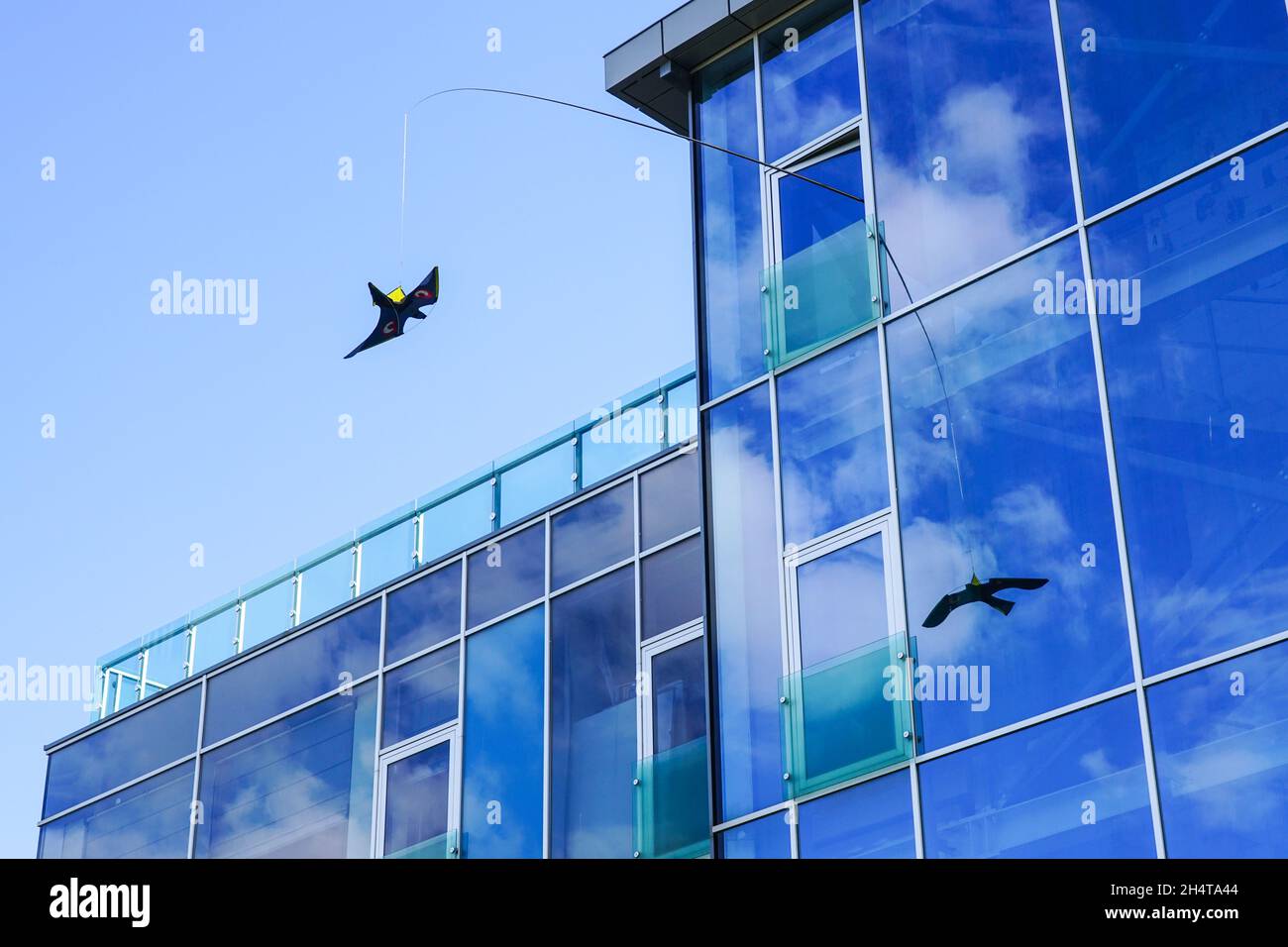 Der Vogel abweisende Drache ahmt die Silhouette eines Falken oder Falken nach und schützt Vögel vor dem Auftreffen auf die Glasfassade Stockfoto