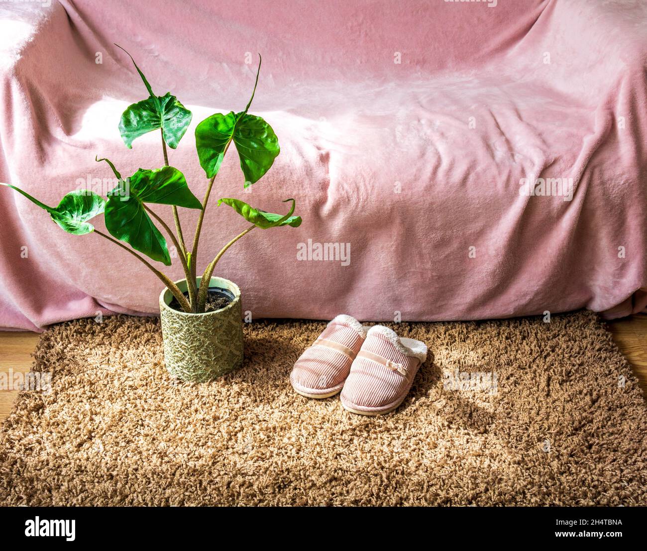 Rosa Slipper und Alocasia Stingray Pflanzen auf dem braunen Teppich. Rosa Sofa auf dem Hintergrund. Hygge-Konzept. Stockfoto