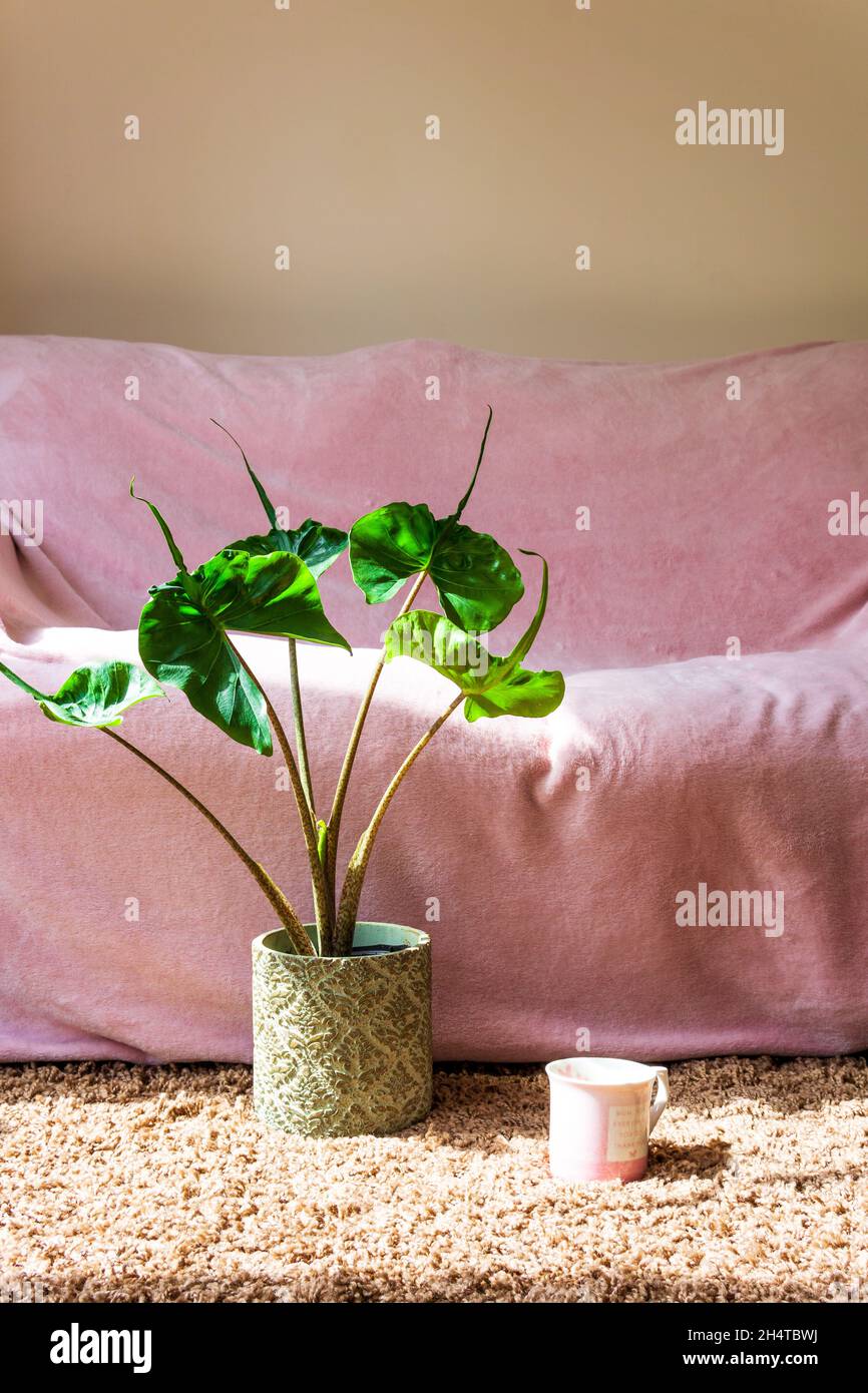 Alocasia Stingray Pflanze und Rosa Sofa auf dem Hintergrund und Alocasia Stingray Pflanze. Hygge concept.indoor Pflanze Stockfoto