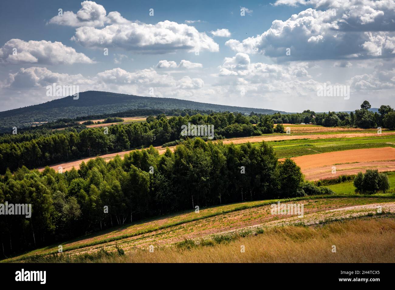 Ein malerisches Landschaftspanorama mit hügeligen, goldenen Feldern, grünem Wald und dem Berg Lysica. Das Swietokrzyskie-Gebirge, Polen. Stockfoto