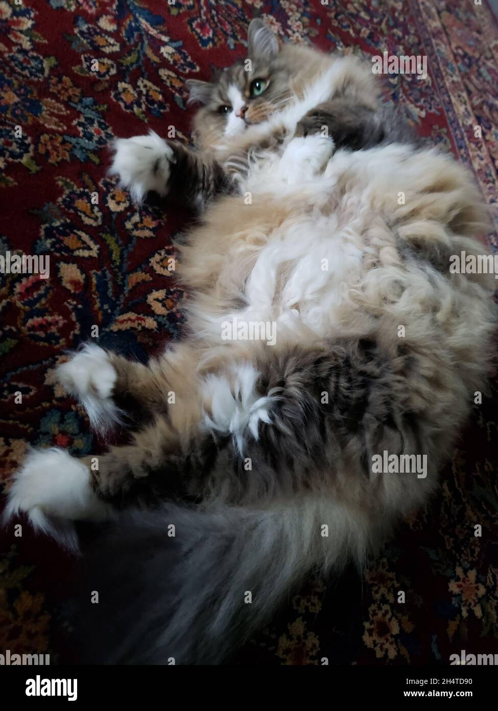 Flauschige Ragamuffin-Katze, die auf einem Teppich auf einem Boden liegt Stockfoto