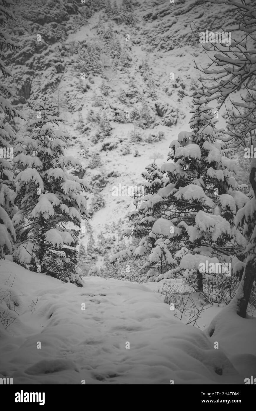Vertikale Graustufenaufnahme des Winters und schneebedeckter Berge und Bäume Stockfoto