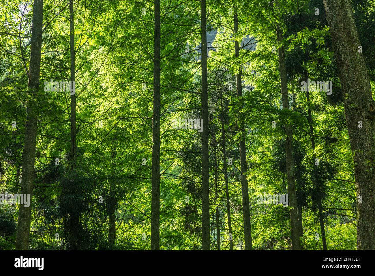 Immergrüner Wald im Zhangjiajie National Forest Park, Hunan, China. Ein UNESCO-Weltkulturerbe. Stockfoto