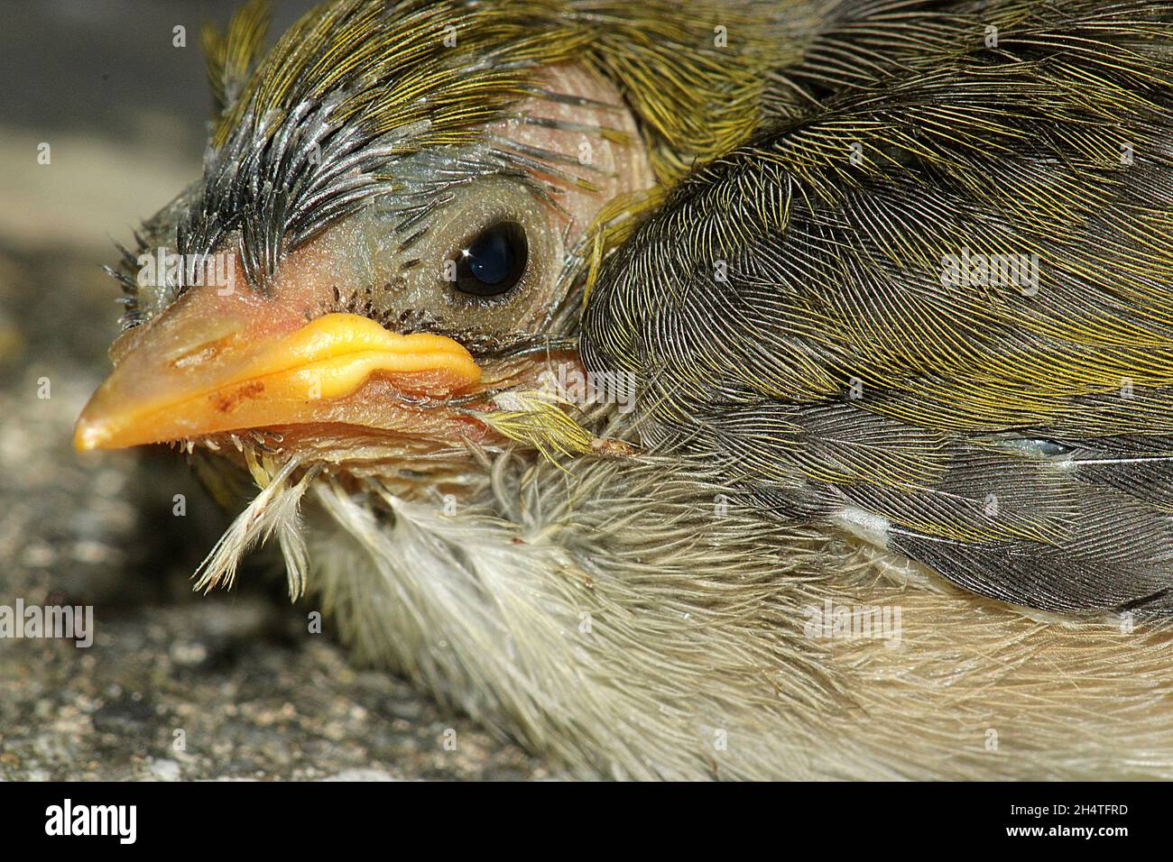 Zosterops lateralis lateralis Stockfotos und bilder Kaufen Alamy
