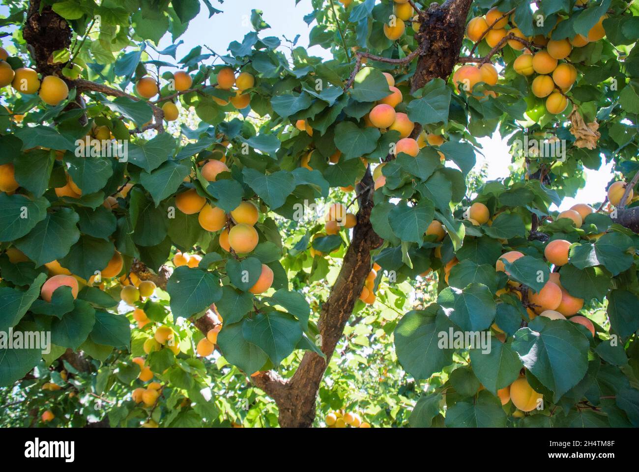 Aprikosen wachsen auf Baum Stockfoto