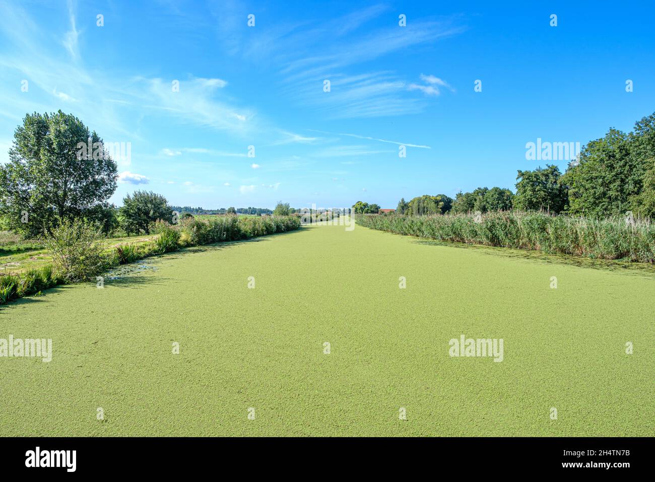 Strahlend blauer Himmel über einem holländischen Polderkanal, bedeckt mit grünem Entenkraut, in der Nähe von Rotterdam. Stockfoto