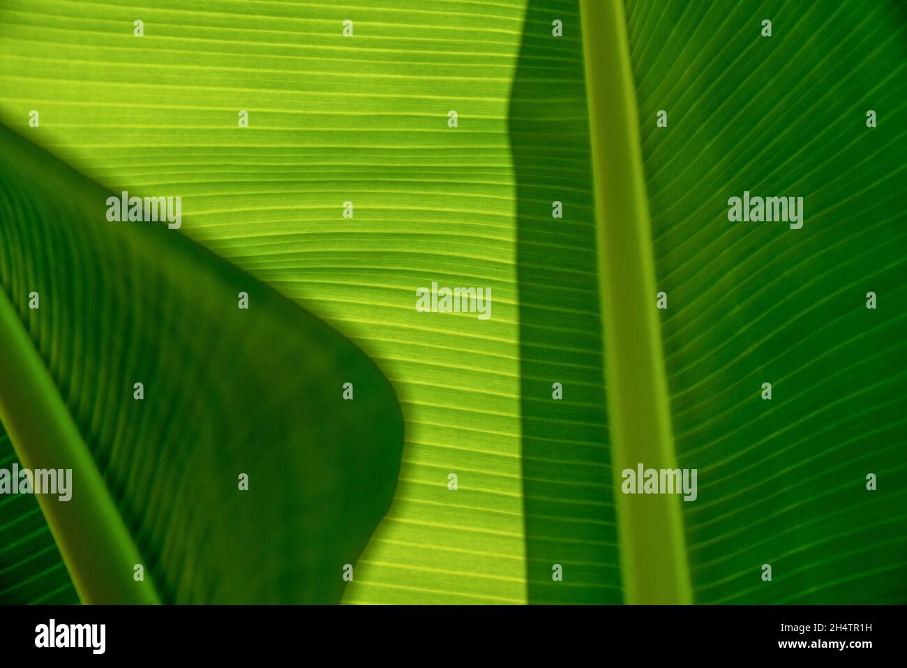 Hintergrund von exotischen Blättern. Textur von grünen Blättern einer Bananenpalme. Nahaufnahme. Stockfoto