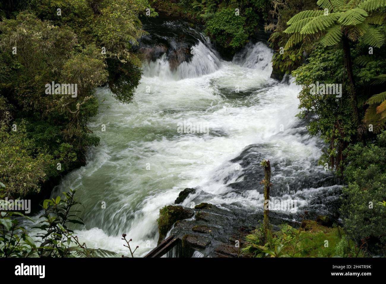 Mächtige Stromschnellen von Okere Falls, Rotorua, Neuseeland Stockfoto