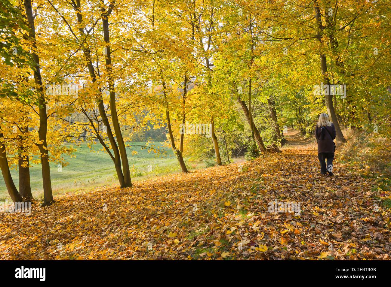 Symbol Foto für die Saison Herbst Stockfoto