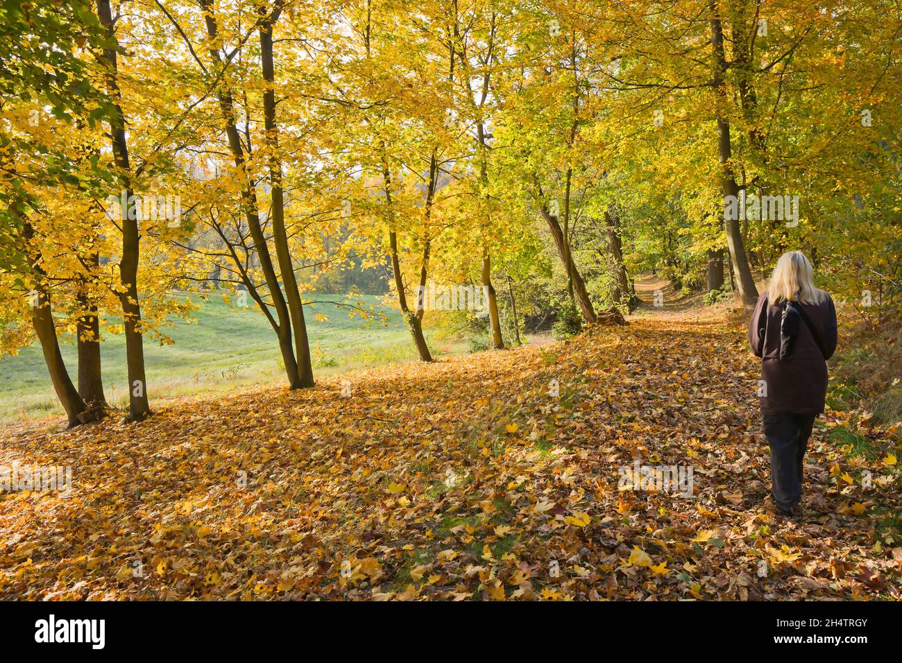 Symbol Foto für die Saison Herbst Stockfoto