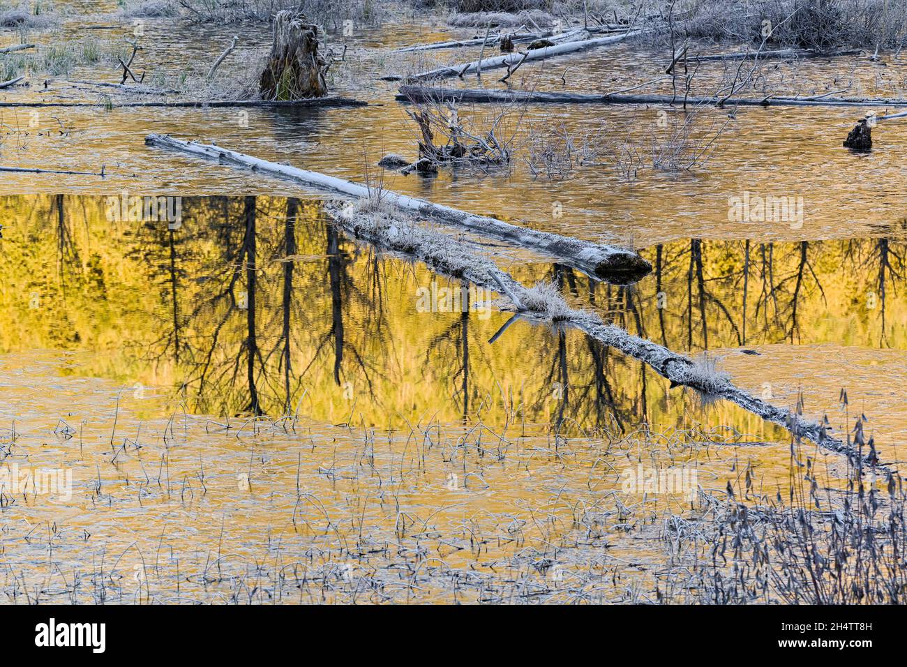 Wechsel der Jahreszeiten, Spiegelung der Herbstfarbe ein frostiger Teich Stockfoto