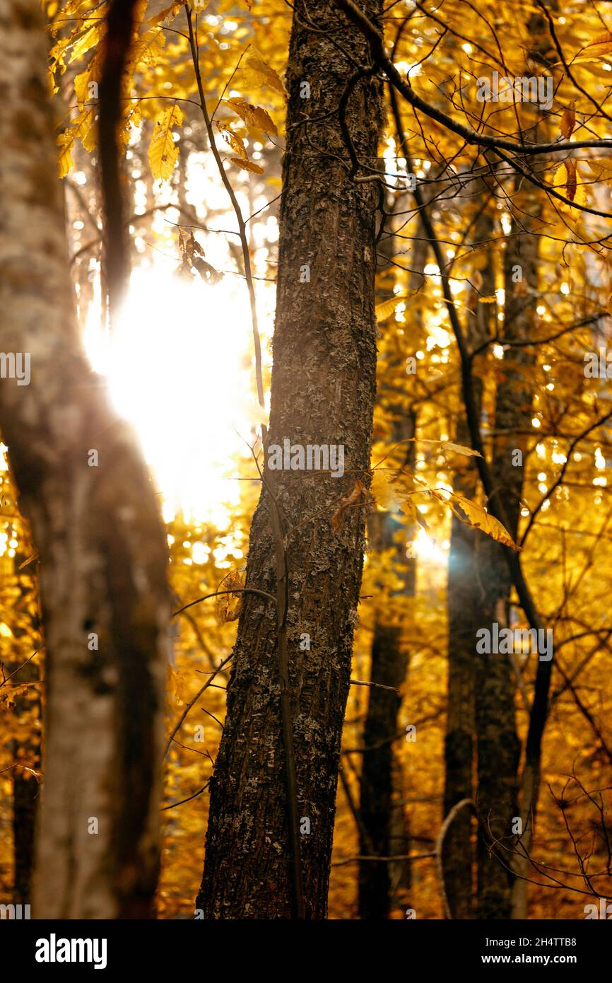 Die Sonne brennt durch die Bäume. Stockfoto