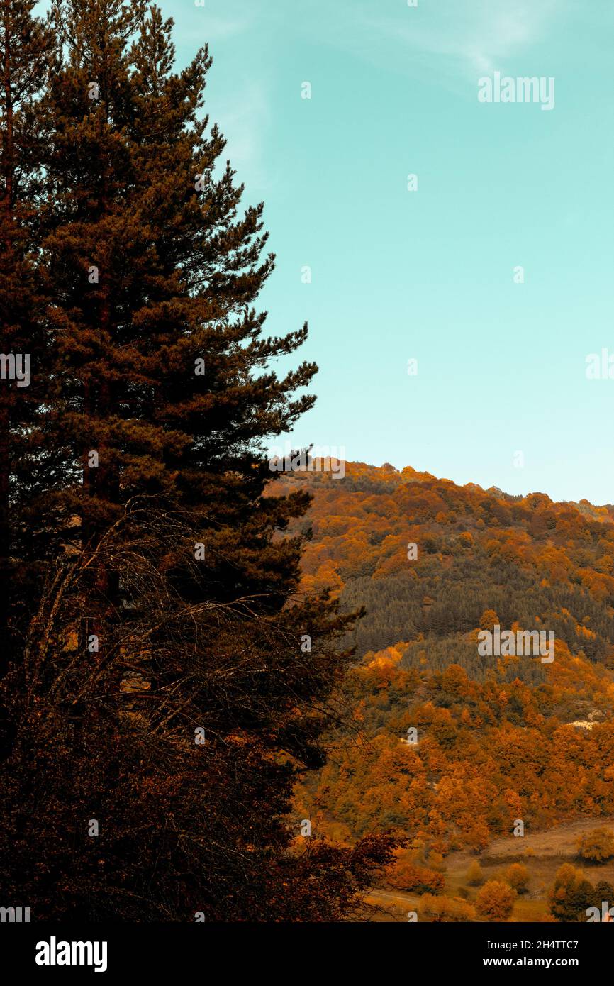 Drei-Wege-Rahmen mit Hilfe der Natur. Stockfoto