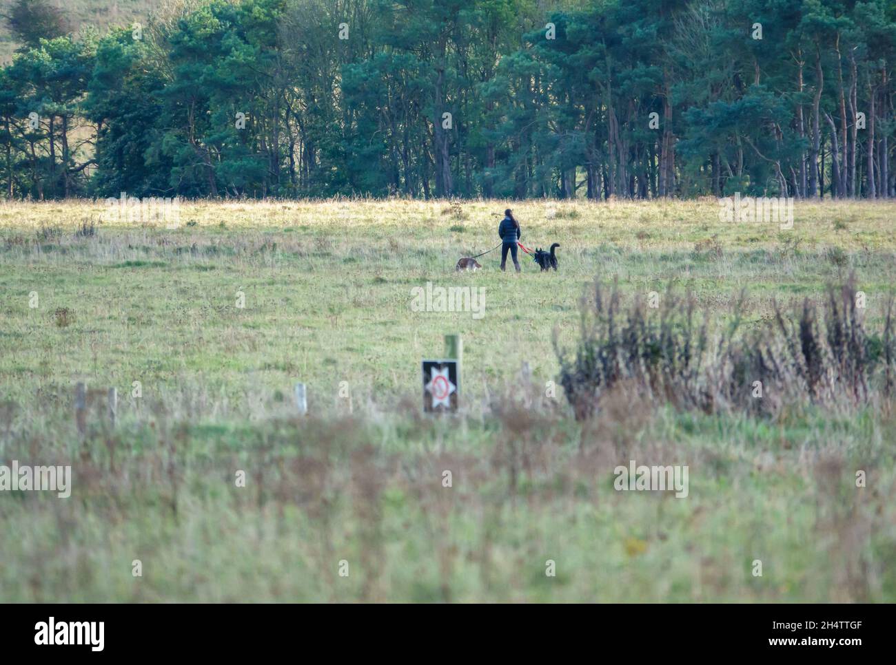 Eine Dame, die zwei Hunde auf führt über ein grünes Feld mit Waldhintergrund Stockfoto