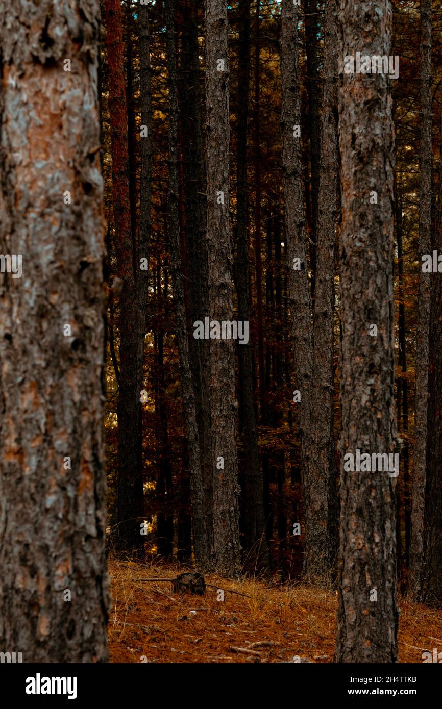 Schnelle Momentaufnahme von einem Pfad in einem Wald. Stockfoto