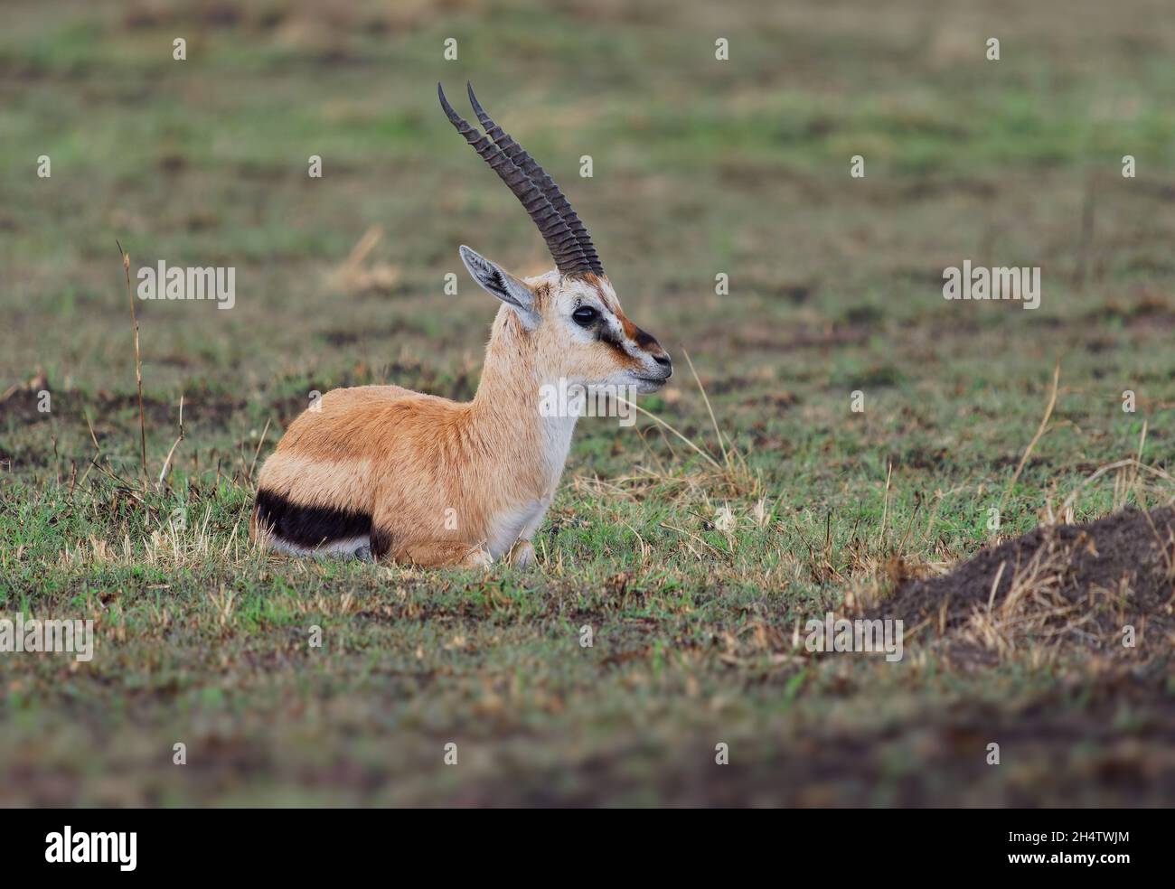 Thomson Gazelle - Eudorcas thomsonii genannt Tommie liegend im Gras gegenüber, Masai Mara National Reserve Kenya, hübsches Gazellengesicht mit großen Augen, spiralförmig Stockfoto