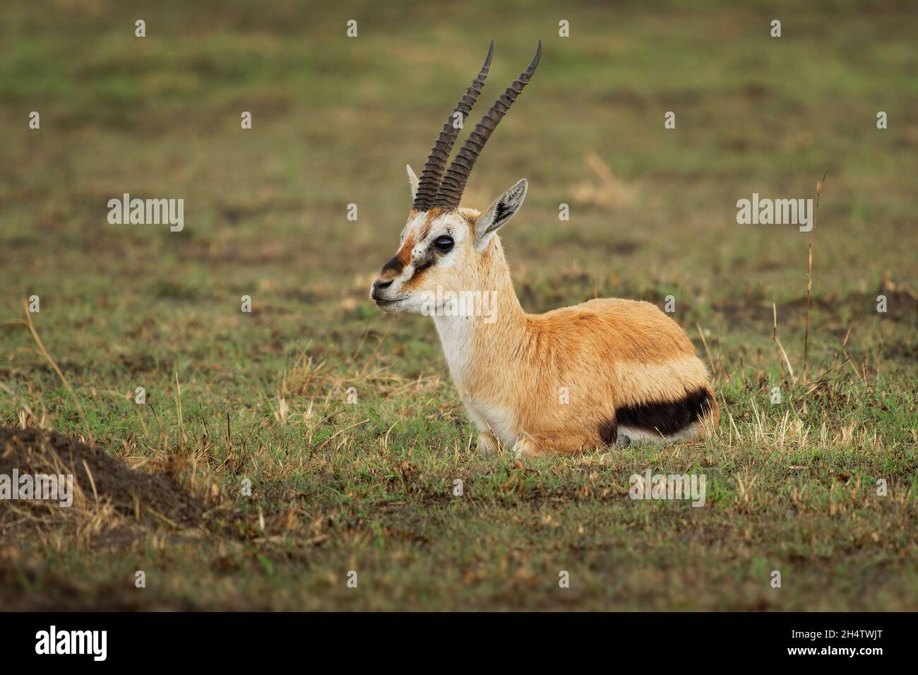 Thomson Gazelle - Eudorcas thomsonii genannt Tommie liegend im Gras gegenüber, Masai Mara National Reserve Kenya, hübsches Gazellengesicht mit großen Augen, spiralförmig Stockfoto
