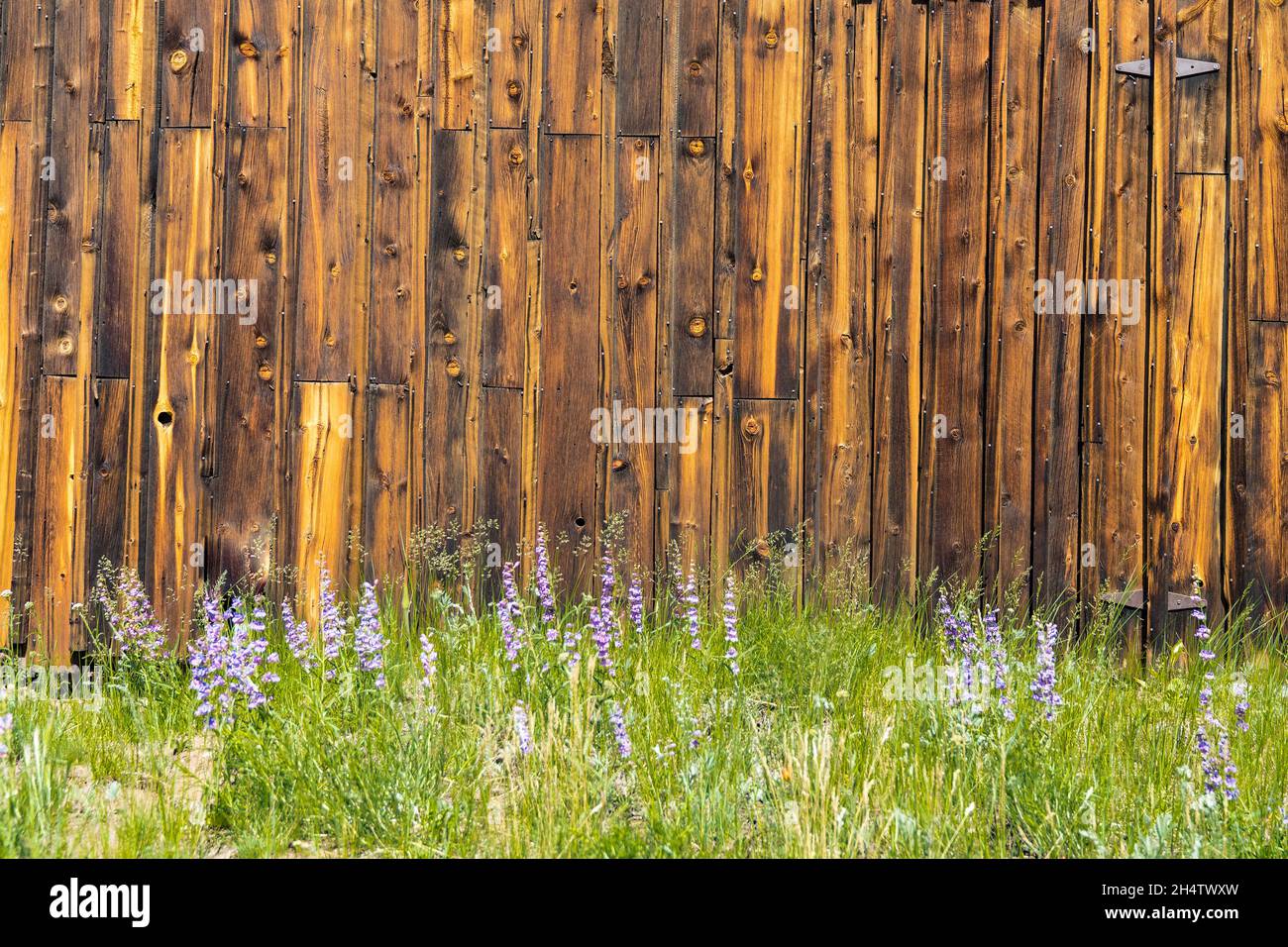 Außenwand der alten Scheune mit verwittertem Holz und Blumen Stockfoto
