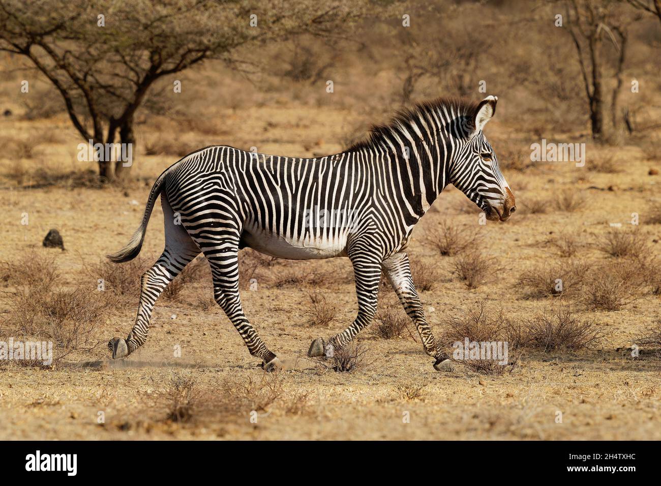 Grevys Zebra - Equus grevyi auch Kaiserliches Zebra, das größte lebende Wildpferd, am meisten bedroht von den drei Arten, gefunden in Kenia und Äthiopien, groß, l Stockfoto