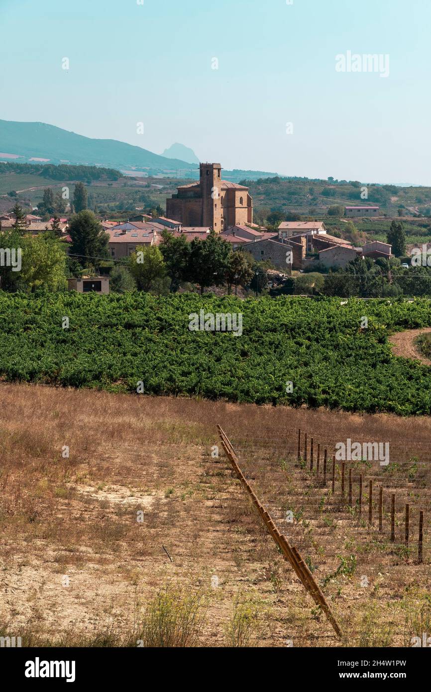 Weinberge in Samaniego, Dorf La Rioja Alavesa, Baskenland, Spanien. Stockfoto