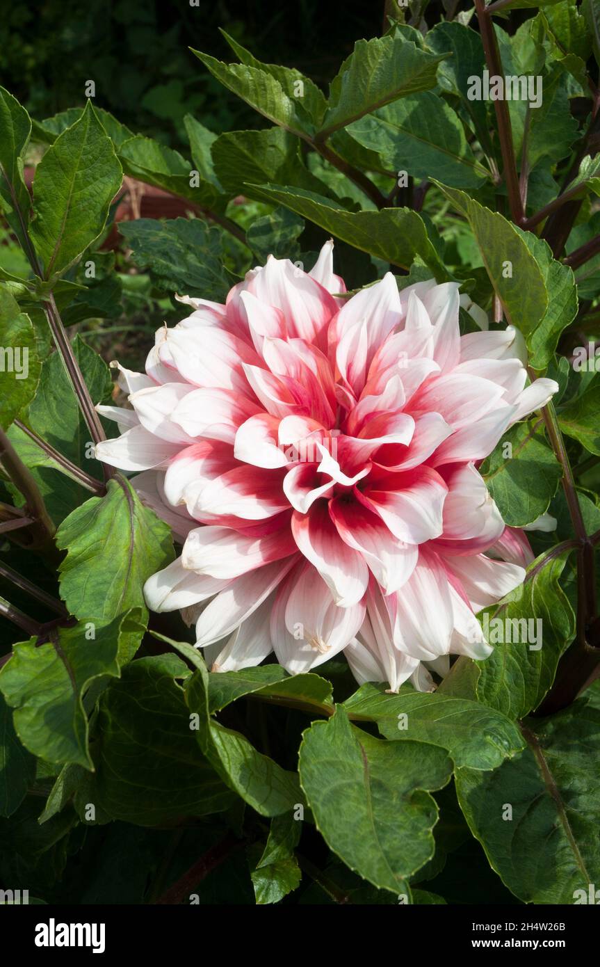 Nahaufnahme des Dahlia Holland Festivals eine orange und weiße Giant Decorative oder Dinner Plate blühende Dahlie und ist eine frostzarte Laubausdauernde Stockfoto