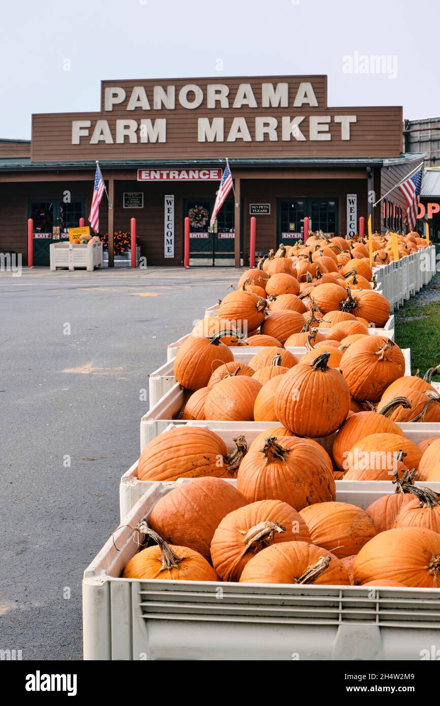 Frische Kürbisse in Mülltonnen auf dem Panorama Farm Market in Ellijay Georgia, USA. Stockfoto
