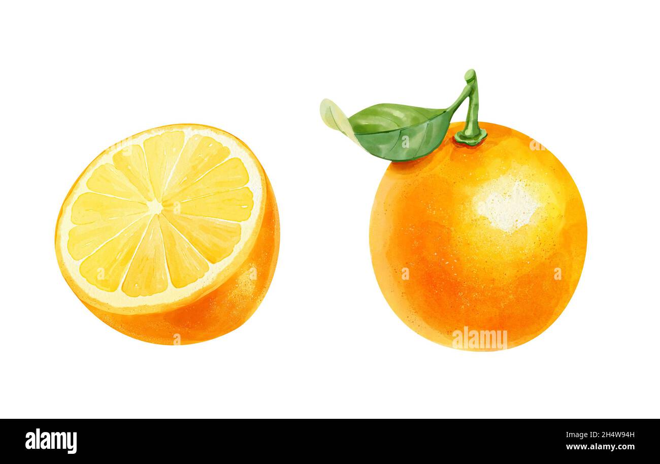 Aquarell-Set mit realistischem ganz-Orange und halb-Orange isoliert auf weißem Hintergrund. Handgezeichnete Illustration. Stockfoto
