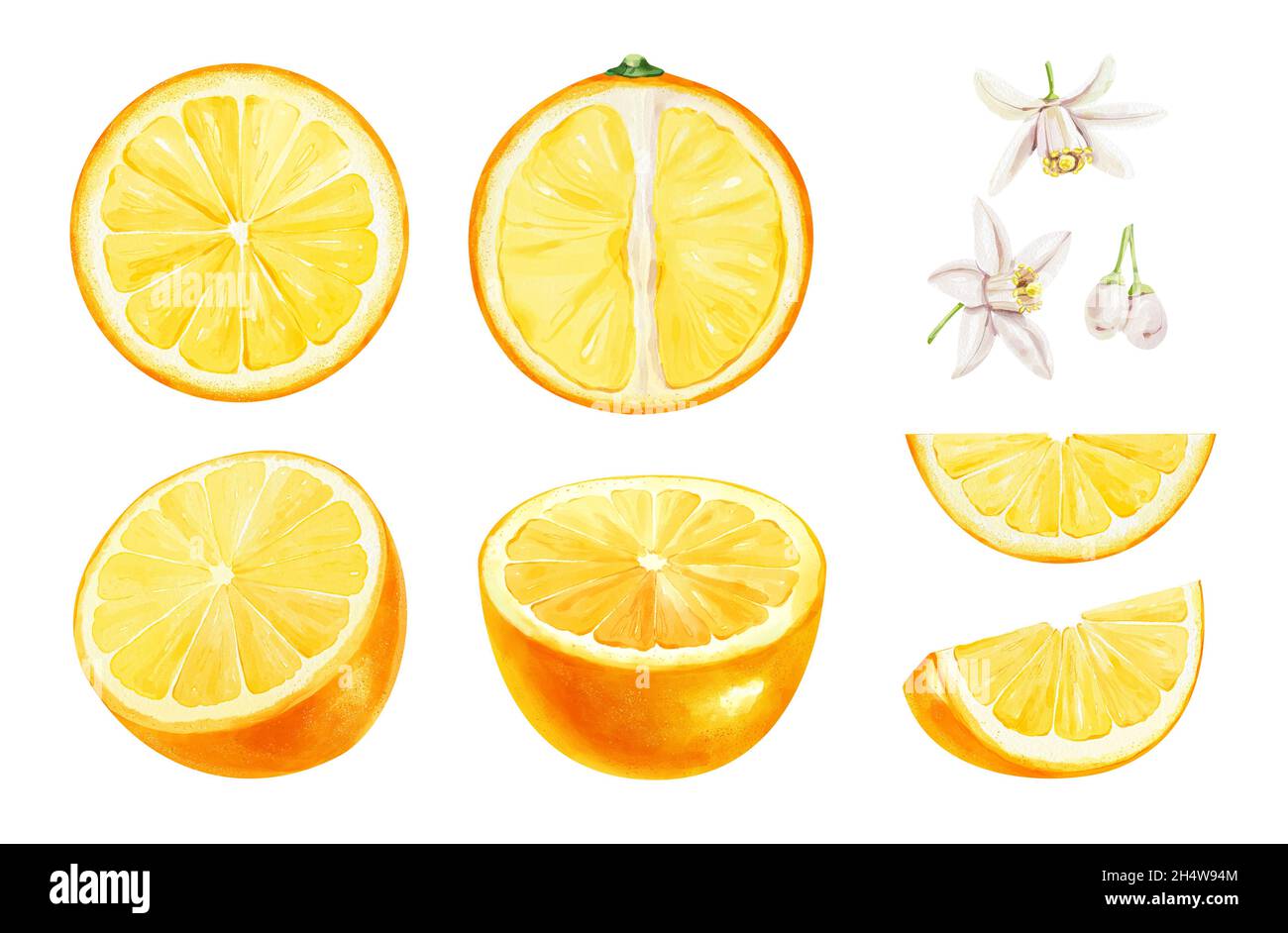 Realistisches Aquarell-Set aus geschnittenen Orangen auf weißem Hintergrund. Handgezeichnete Illustration. Stockfoto