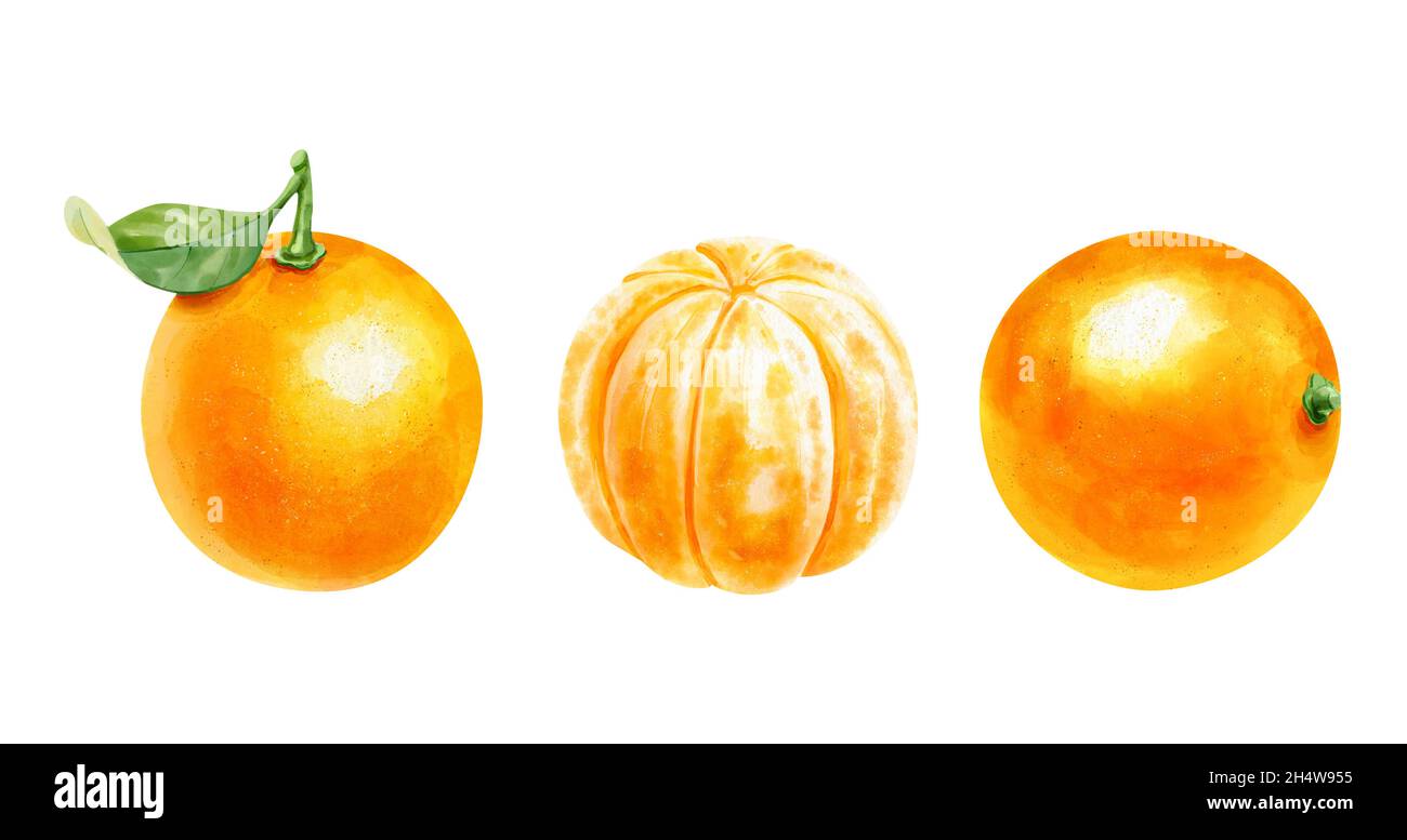 Realistisches Aquarell-Set mit geschälten Orangen und Blatt auf weißem Hintergrund. Handgezeichnete realistische Illustration. Stockfoto