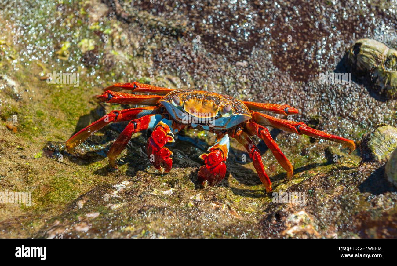 Ein Galapagos Sally Lightfoot Crab (Grapsus grapsus) aus der Nähe, Galapagos Nationalpark, Ecuador. Stockfoto
