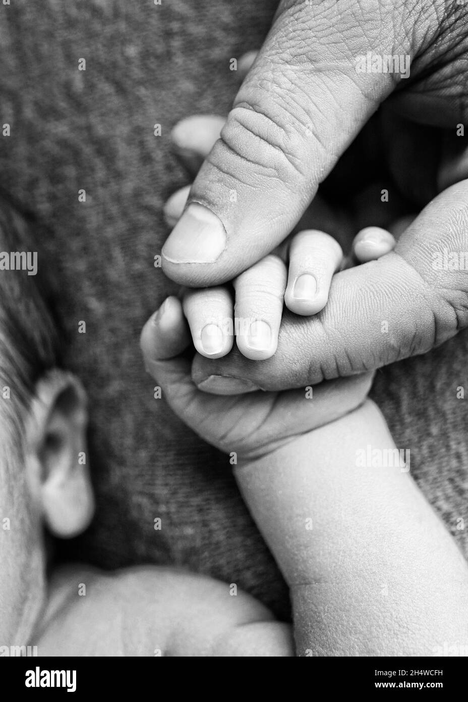 Ein neugeborenes Kind hält mit seiner Hand, Finger die Hand, die Finger eines Elternteils, Vaters oder einer Mutter. Schwarzweiß-Foto. Stockfoto
