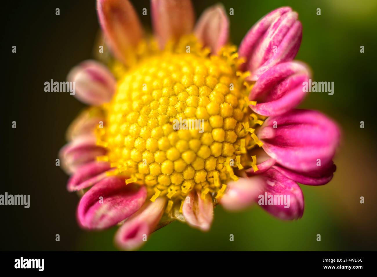 Chrysantheme 'bodeka' eintypige Makrofotografie mit Blüten in Nahaufnahme. Die schöne Struktur des goldgelben Blütenkopfes. Stockfoto