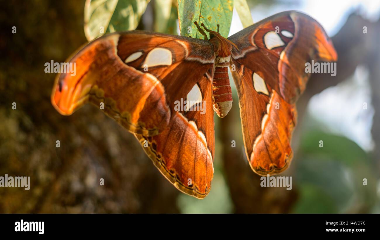 Schlangenkopf Motte Schmetterling voller Spannweite Nahaufnahme, größte Motte in Sri Lanka. Stockfoto