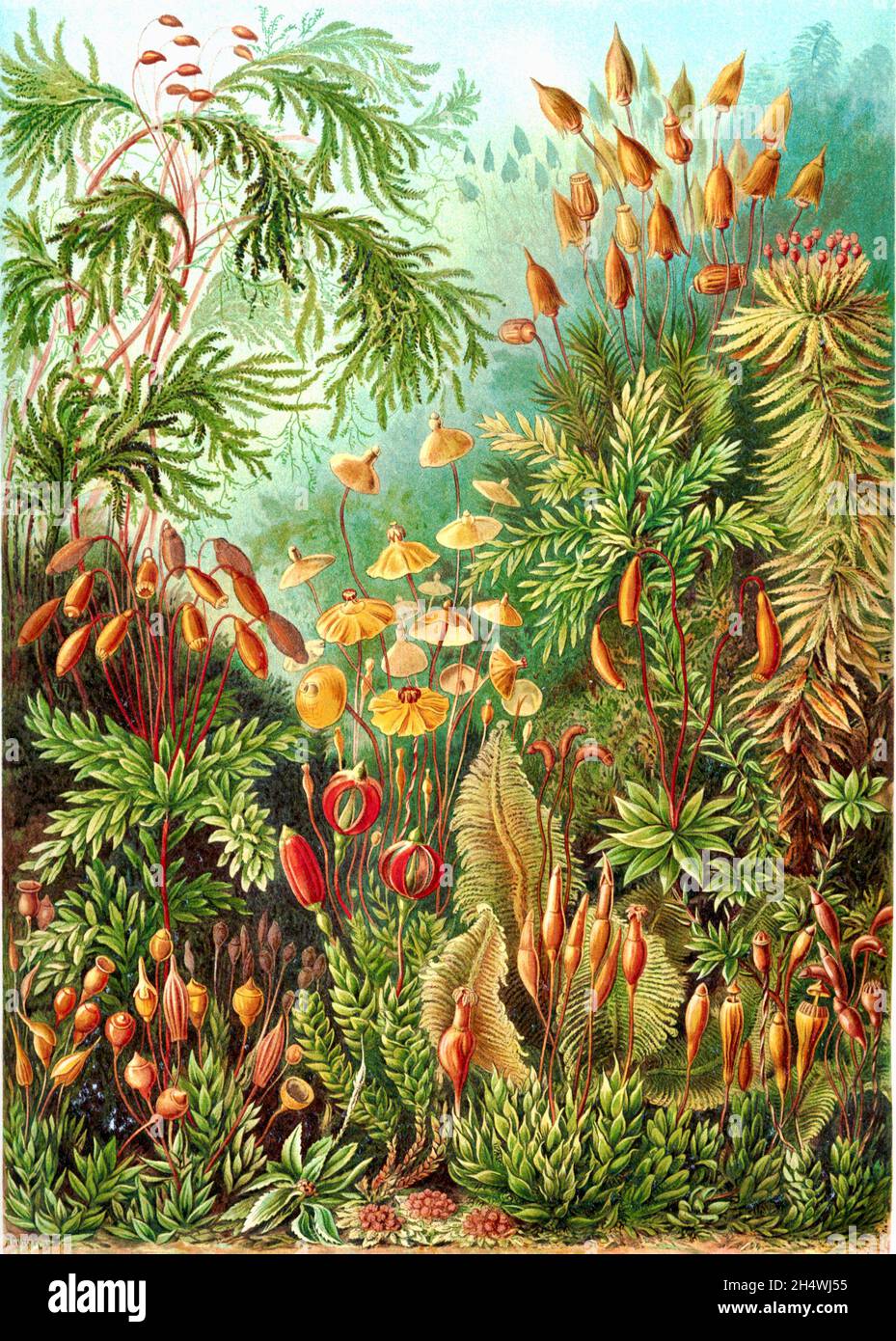 Ernst Haeckel - Muscinae - 1904 - Bryophyta - Mosses Stockfoto