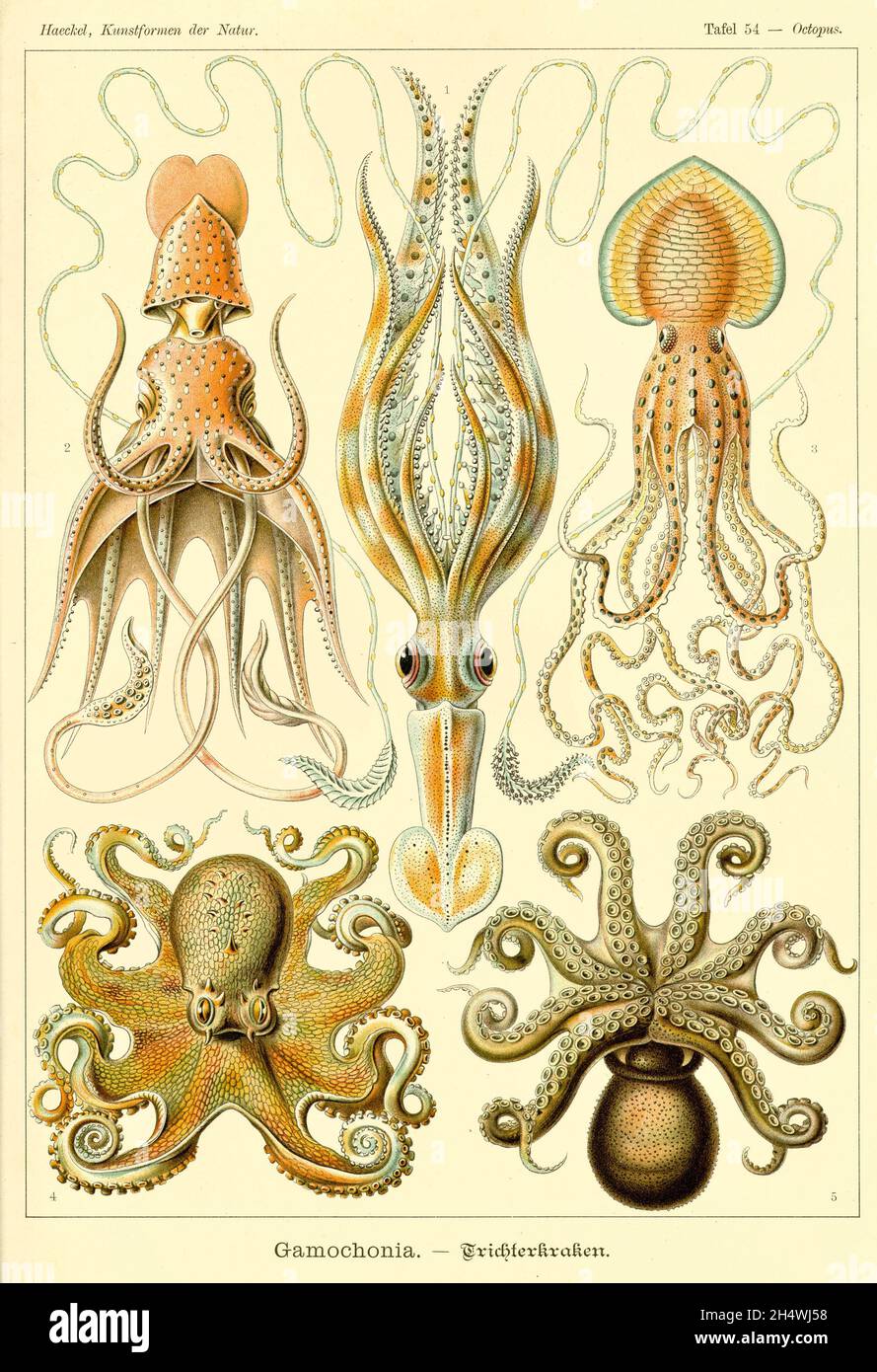 Ernst Haeckel - Gamochonia - 1904 - Octopus Stockfoto